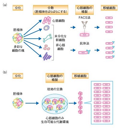 循環器病学―ゲノム・iPS細胞からstructural hea iPS細胞から成人型に近い「成熟心外膜」を効率的に創出する新